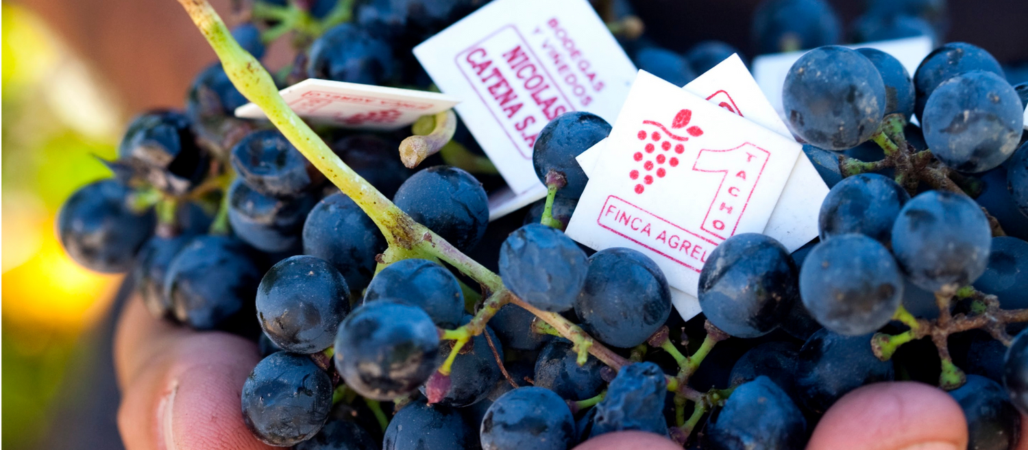 Vinificación de Vinos Tintos